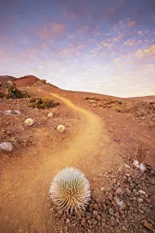 Volcanic landscape, Hawaii silversword (Argyroxiphium sandwicense) endemic