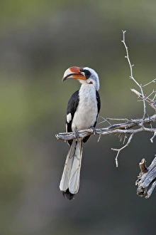 Von Der Deckens hornbill (Tockus deckeni), male, Selous Game Reserve, Tanzania, East Africa