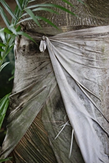 Cloth Prints: Voodoo sacred tree in Togoville, Togo, West Africa, Africa