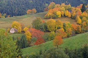 Autumnal Leaves Prints: The Vosges, Alsace-Lorraine, France, Europe
