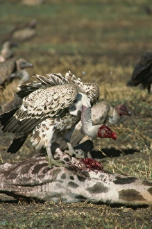 Vulture Prints: Vulture with head covered in blood from giraffe kill, Kenya, East Africa, Africa