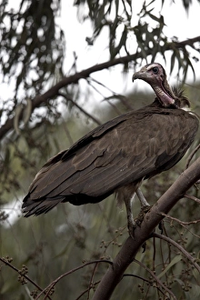 Harar Prints: A vulture rests in a tree in the city of Harar, Ethiopia, Africa