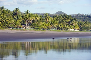 Pacific Coast Prints: Vultures on the beach at Playa Sihuapilapa, Pacific Coast, El Salvador, Central America