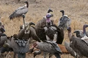 Images Dated 9th October 2009: Vultures eating Topi, Masai Mara, Kenya, East Africa, Africa