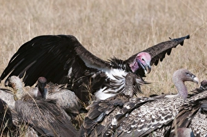 Vulture Prints: Vultures feeding on a carcass, Masai Mara, Kenya, East Africa, Africa