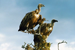 Vulture Prints: Vultures, Masai Mara National Park