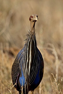 Images Dated 26th September 2007: Vulturine guineafowl (Acryllium vulturinum), Samburu National Reserve, Kenya