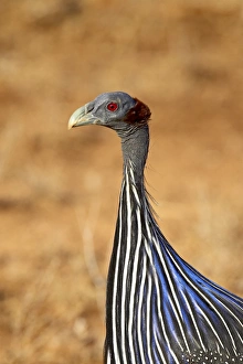 Vulturine guineafowl (Acryllium vulturinum), Samburu National Reserve, Kenya