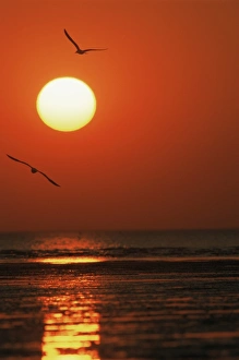 Vendee Prints: Wading birds at sunset, Vendee, Poitou, France, Europe