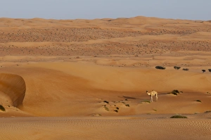 Dromedary Prints: Wahiba Sands desert, Oman, Middle East