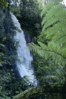 Falling Prints: Waiere Falls near Te Wairoa