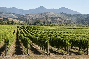 Wairau Valley vineyards, Blenheim, South Island, New Zealand, Pacific