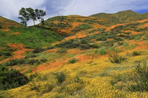 Orange Colour Prints: Walker Canyon, Lake Elsinore, Riverside County, California, United States of America