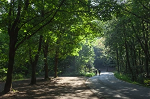 Tree Lined Prints: Walkers on a forest road in the Pfalz area, Germany, Europe