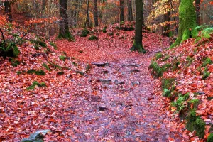 Trail Prints: Walking path through autumn leaves in a forest setting in Lake District