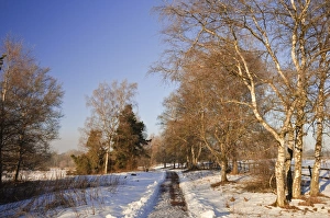 Walking track, Schwenninger Moos (Moor), Baden-Wurttemberg, Germany, Europe Walking track, Schwenninger Moos (Moor), Baden-Wurttemberg, Germany, Europe