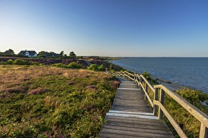 Local Flora Prints: Walkway through heather, Braderup, Sylt, Schleswig Holstein, Germany, Europe
