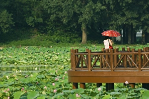 A walkway among lily pads at Yuanmingyuan (Old Summer Palace), Beijing, China, Asia