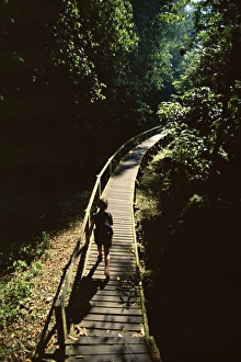 Rain Forest Prints: Walkway through rainforest