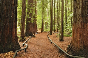Trail Prints: Walkway, The Redwoods, Rotorua, Bay of Plenty, North Island, New Zealand, Pacific