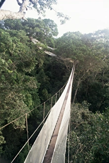 Rain Forest Prints: Walkway strung through the treetop canopy of the rainforest