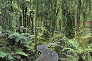 Walkway through Swamp Forest, Ships Creek, West Coast, South Island, New Zealand, Pacific