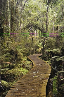 Wooden Walkway Prints: Walkway through Swamp Forest, Ships Creek, West Coast, South Island, New Zealand, Pacific
