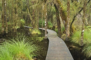 Walkway through Swamp Forest, Ships Creek, West Coast, South Island, New Zealand, Pacific