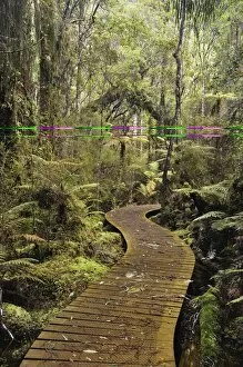 Images Dated 30th April 2010: Walkway through Swamp Forest, Ships Creek, West Coast, South Island, New Zealand, Pacific