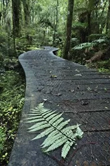 Images Dated 23rd April 2010: Walkway through Swamp Forest, Ships Creek, West Coast, South Island, New Zealand, Pacific