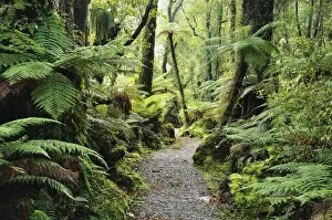 Images Dated 30th April 2010: Walkway through Swamp Forest, Ships Creek, West Coast, South Island, New Zealand, Pacific