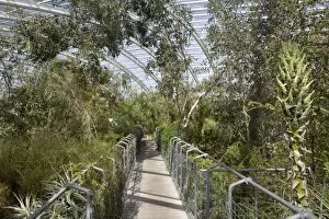 Images Dated 25th April 2011: Walkway into Western Australian area of the Great Glasshouse, National Botanic Garden of Wales