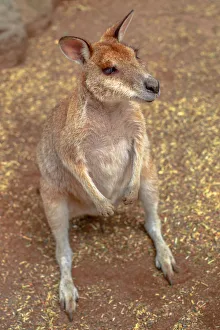 Wallaby Prints: Wallaby on the ground outdoors, New South Wales, Australia, Pacific