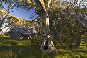 Images Dated 28th December 2007: Wallaces Hut, Bogong High Plains, Apline National Park, Victoria, Australia, Pacific