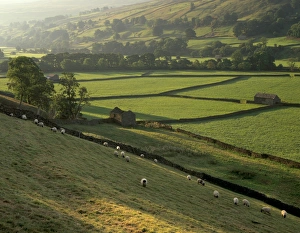 Swaledale Prints: Walled fields and barns near Gunnister, Swaledale, Yorkshire Dales National Park