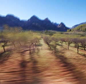 Grove Prints: Walnut grove, Mallorca, Balearic Islands, Spain, Europe
