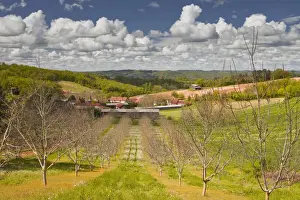 Dordogne Prints: Walnut trees amongst the Dordogne countryside of south western France, Europe