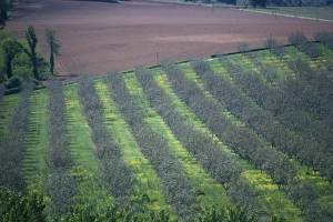 Walnut trees, Dordogne, France, Europe