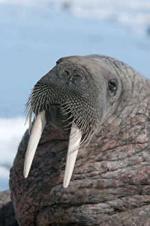Nunavut Prints: Walrus (Odobenus rosmarinus) close-up of face