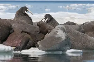 Colonies Prints: Walrus (Odobenus rosmarinus) females with baby hauled out on pack ice to rest and sunbathe