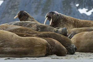 Colonies Prints: Walrus (Odobenus rosmarus) colony