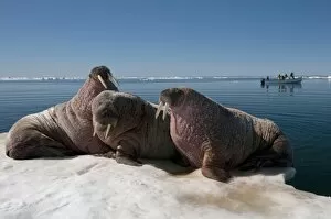 Images Dated 15th July 2009: Walrus (Odobenus rosmarus) hauled out on pack ice to rest and sunbathe, Foxe Basin, Nunavut