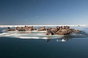 Images Dated 15th July 2009: Walrus (Odobenus rosmarus) hauled out on pack ice to rest and sunbathe, Foxe Basin, Nunavut