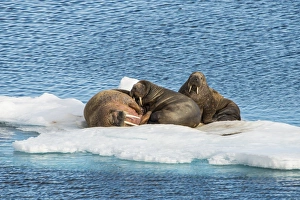 Lying Prints: Three walrus (Odobenus rosmarus) on an ice shelf, Arctic shelf, Svalbard, Arctic