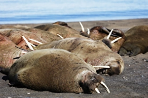 Lying On Front Prints: Walrus (Odobenus rosmarus), Kapp Lee, Spitsbergen, Svalbard, Arctic, Norway, Europe