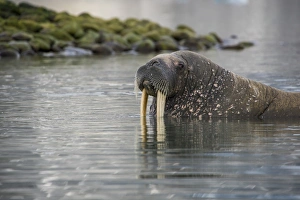 Santiago Prints: Walrus (Odobenus rosmarus) looking out from the water