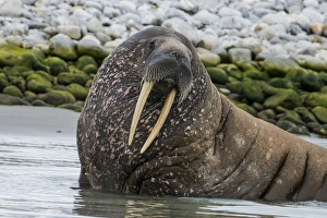 Walrus (Odobenus rosmarus), Magdalenen Fjord, Svalbard, Arctic, Norway, Scandinavia, Europe