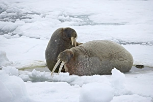 Odobenus Rosmarus Prints: Two walruses (Odobenus rosmarus) on the ice