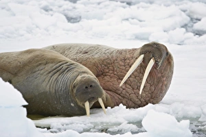 Rest Prints: Two walruses (Odobenus rosmarus) on the ice, Sju?yane Island, Svalbard Islands