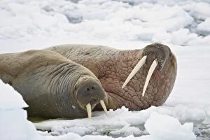 Two walruses (Odobenus rosmarus) on the ice, Sju?yane Island, Svalbard Islands
